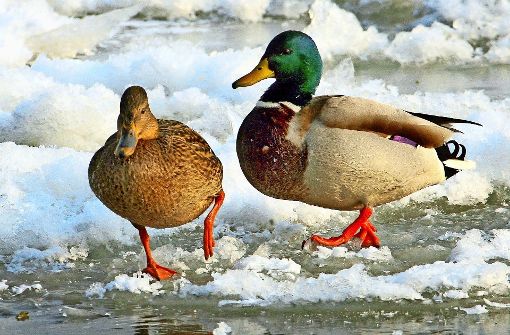 Der Winter macht den Enten zu schaffen. Nur die starken Tiere überleben. Foto: -Zentralbild