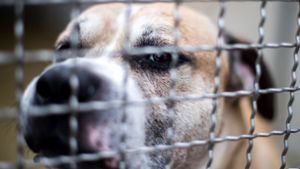 Staffordshire-Terrier-Mischling Chico steht in einem Gehege im Tierheim Hannover. Der Hund hat seine 27 und 52 Jahre alten Besitzer in ihrer Wohnung in einem Mehrfamilienhaus getötet. Foto: dpa
