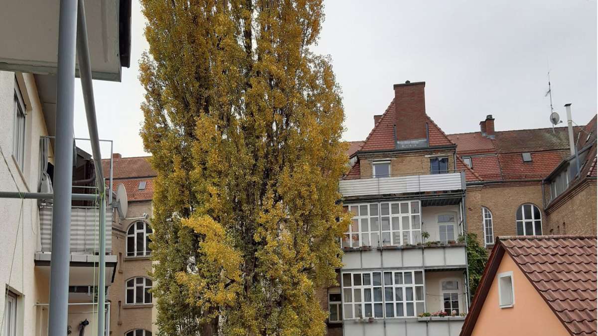 Hölderlinplatz im Stuttgarter Westen: Unterstützung im Kampf um die Rettung  der Pappeln