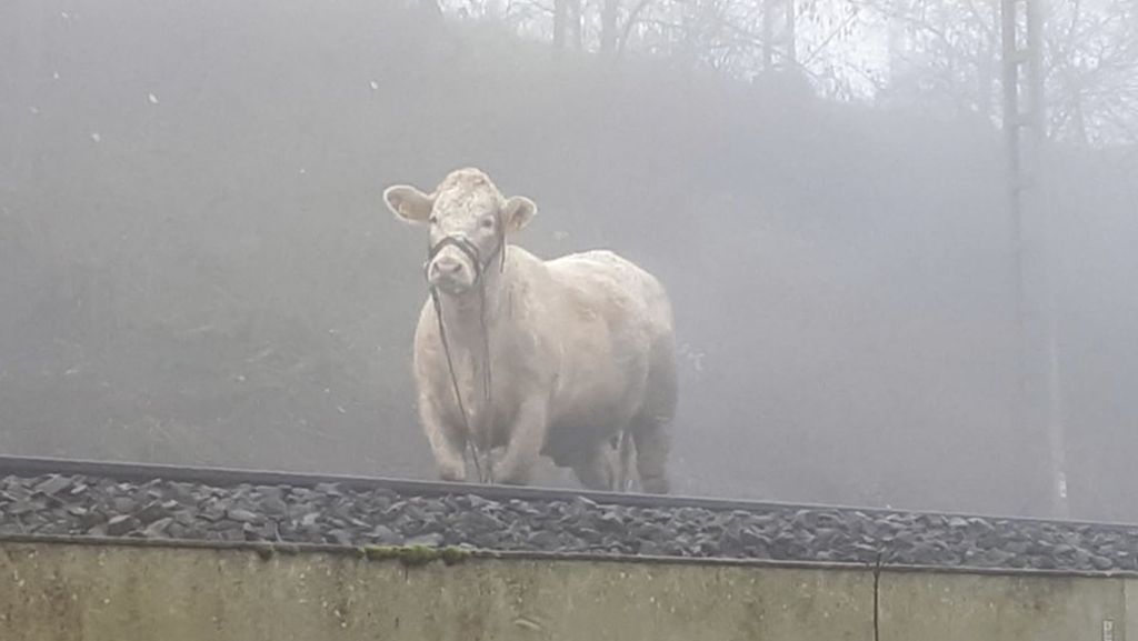 Gesperrte Strecke bei Gießen: Ausgebüxte Kuh „Lotte“ verliert  Kalb