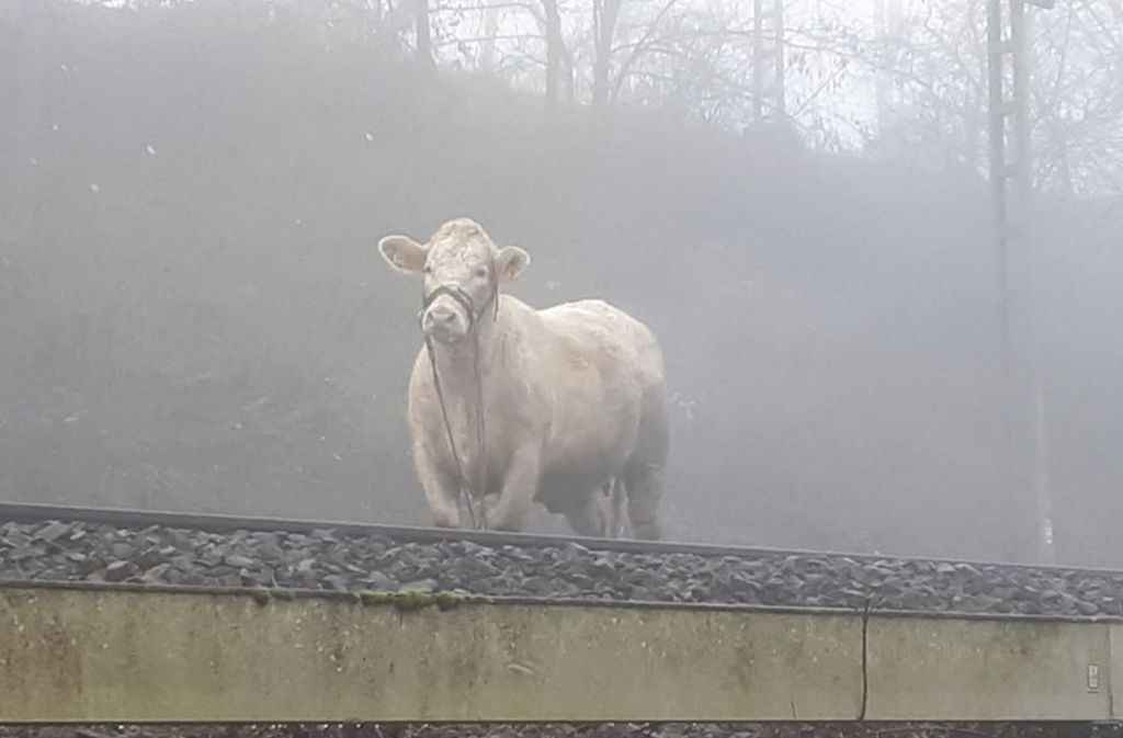 Die trächtige Kuh, die am Donnerstag  für eine Streckensperrung bei Gießen gesorgt hatte, verlor am Freitag ihr Kalb. Foto: dpa