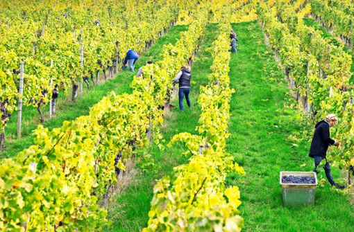 Die Weinlese ist in vollem Gange, der Reifezustand erstaunlich: Beim offiziellen Herbstauftakt wurden beim Lemberger in Fellbach stattliche 84 Öchsle gemessen. Foto: Frank Eppler