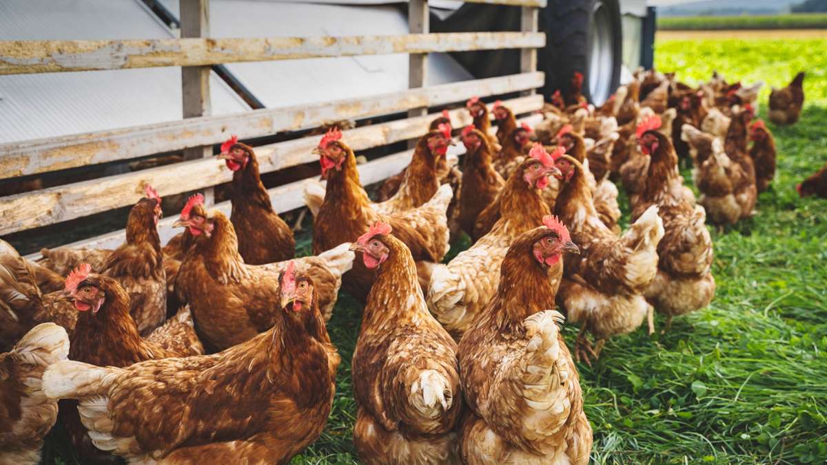 Geflügelpest breitet sich rund um Stuttgart  aus: Die Region  kämpft  gegen die Vogelgrippe