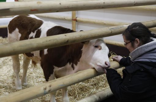 Beim Tierwohl setzt das Landwirtschaftsministerium auf Freiwilligkeit, statt klare  Vorgaben zu machen. Foto: Getty