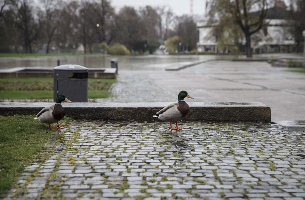Enten machen sich auf den Weg in die Fußgängerzonen Foto: Lichtgut/Julian Rettig