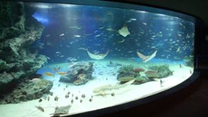 Nach Reinigungsarbeiten sind mehr als 1200 Fische im Sunshine Aquarium verendet. Foto: dpa