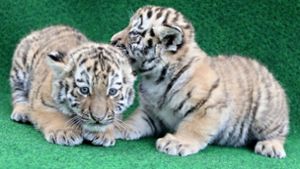 Die zwei kleinen Amurtiger-Zwillinge mischen den Leipziger Zoo auf und erweitern den Bestand ihrer Art. Foto: dpa