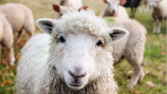 Mehrere Schafe getötet – Köpfe und Innereien zurückgelassen