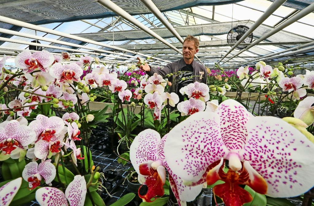 Werner Metzger zieht Orchideen groß.