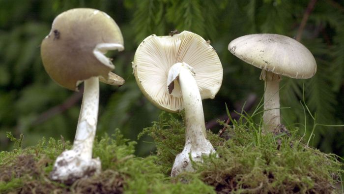 Mehr Vergiftungen durch Pilze