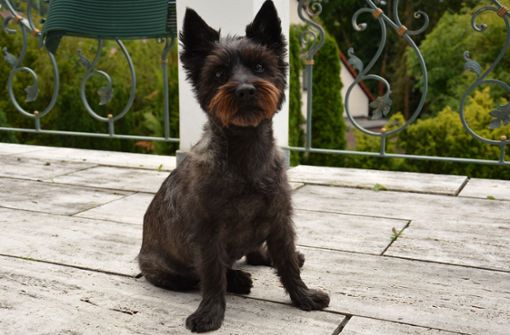 Der Terrier Nicki ist in Böblingen zuhause und sucht Tierfreunde, die ihn regelmäßig ausführen Foto: Silberpfoten