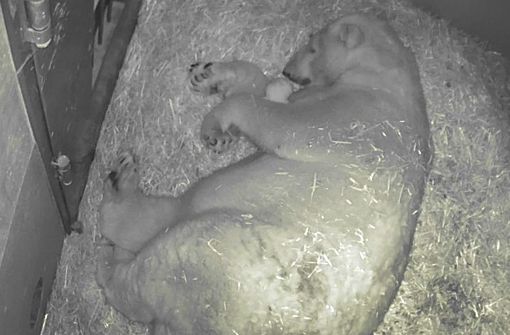 Eine Überwachungskamera zeigt die Eisbärmutter Lara und ihren Nachwuchs am 12. Dezember in einer Wurfbox im Zoo in Gelsenkirchen. Foto: ZOOM Erlebniswelt/dpa