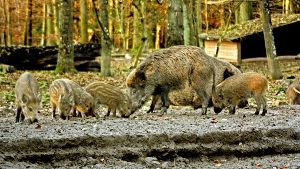 Wildschweine sind zwar in Parks nett anzuschauen, in freier Wildbahn will man den Tieren aber lieber nicht begegnen. Foto: Natalie Kanter