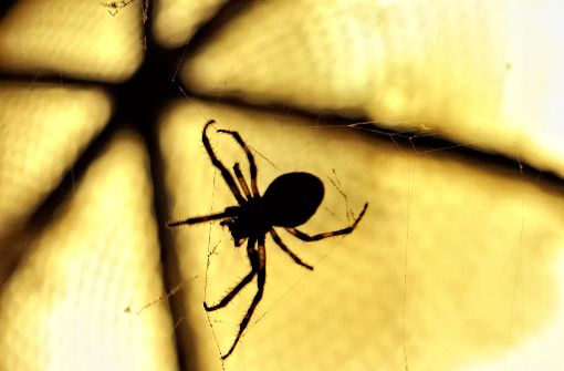 Eine Spinne hat im Ortenaukreis eine Alarmanlage ausgelöst. (Symbolbild) Foto: dpa