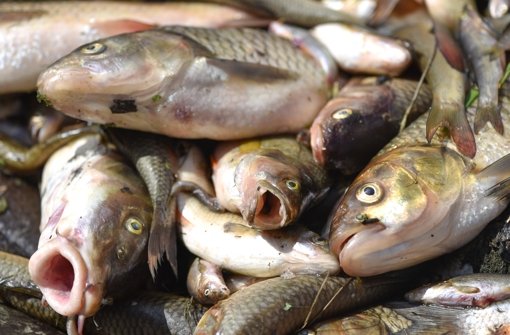 Im Sommer 2015 verendeten tonnenweise Fisch in der Jagst. Foto: dpa