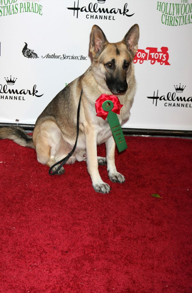 Der Deutsche Schäferhund Rin Tin Tin ist wahrscheinlich einer der bekanntesten Hollywood-Hunde aller Zeiten. Der 1922 ins Show-Business eingestiegene Rin Tin Tin spielte in den darauffolgenden Jahren in 26 Spielfilmen eine Rolle. Heute ist er einer der wenigen Hunde mit einem Stern auf dem „Walk of Fame“ in Hollywood.