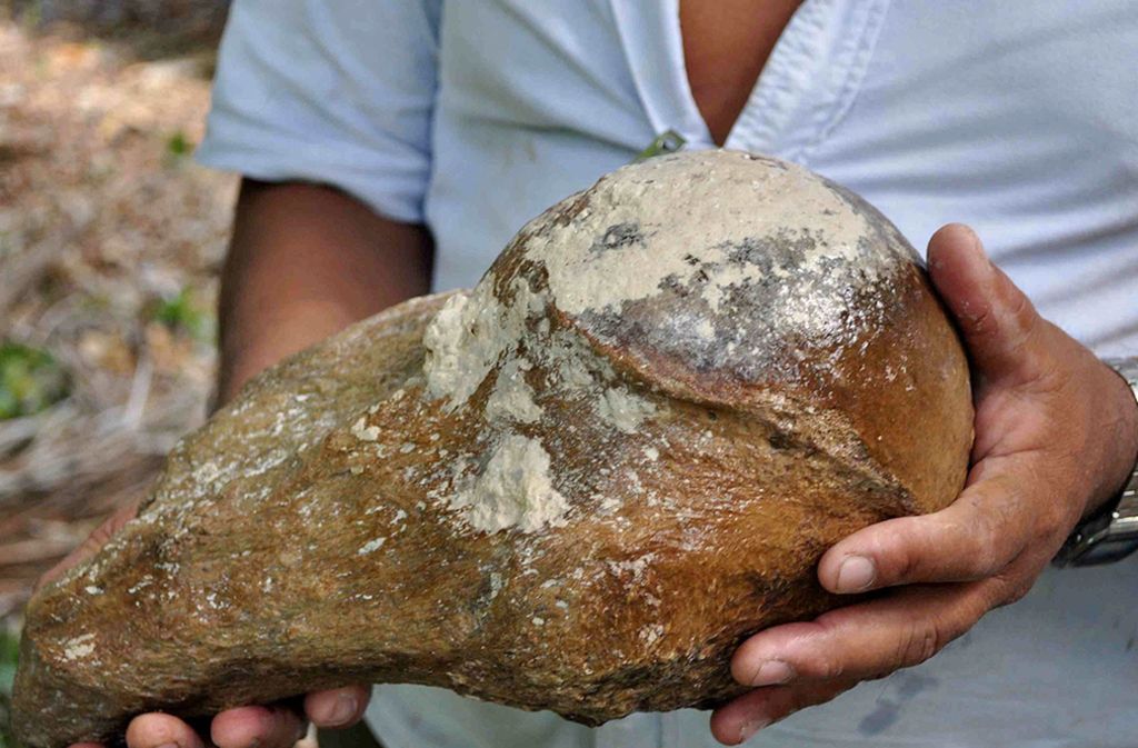 Ein Forscher zeigt ein Teil eines Oberarmknochens des ausgestorbenen Riesenfaultiers. Das Knochenstück war bereits 2014 von Tauchern gefunden worden.