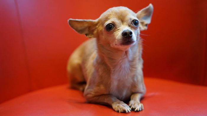 Angebundener Chihuahua gestohlen