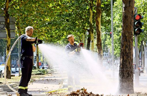 Platanen leiden in den deutschen Städten besonders unter Hitze. Andere Baumarten überstehen Dürre besser. Foto: dpa