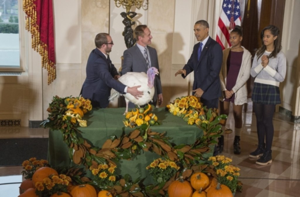 Den beiden Thanksgiving-Truthähne Makkaroni und Käse (Foto) wird ganz offiziell von US-Präsident Obama und seinen Töchtern Sasha und Malia das Leben geschenkt.