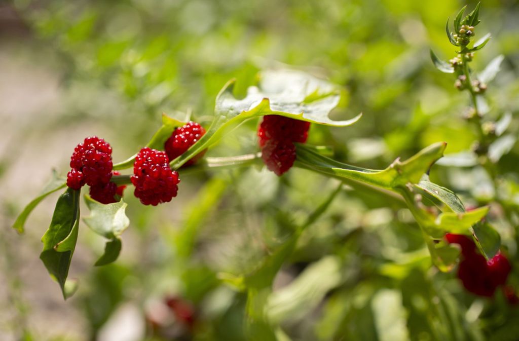 Der Erdbeerspinat setzt optische Glanzlichter im Bauerngarten.