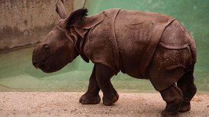 Mini-Rhino schnuppert frische Luft