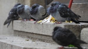 Im Dachgebälk des ehemaligen Verwaltungsgebäude der Deutschen Bahn haben sich Tauben eingenistet – Jetzt werden sie kontrolliert umgesiedelt Foto: dpa