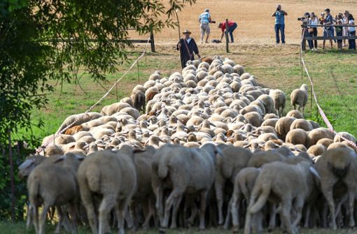 Ein Schäfer, 250 Schafe und irgendwo ein Hund: Der Wettbewerb am Rande der Stadt lockt Tausende faszinierte Besucher an Foto: Jürgen Bach