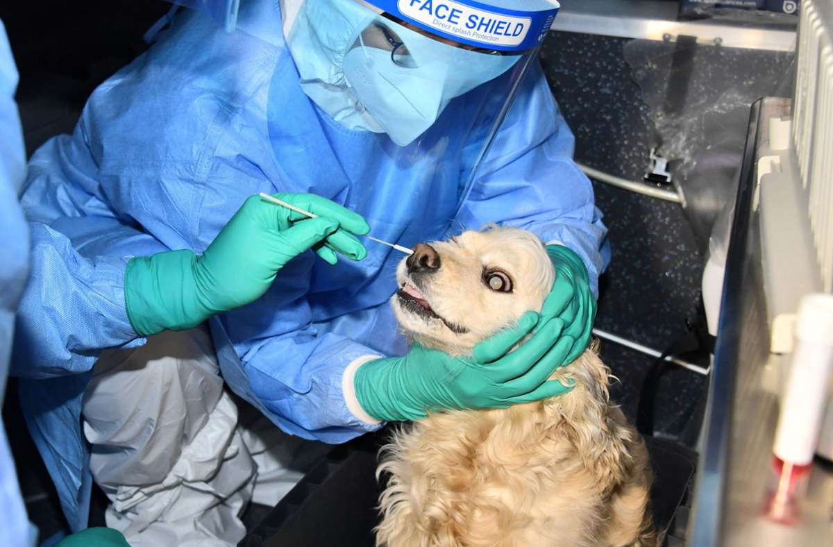 Katzen und Hunde von coronainfizierten Haustierbesitzern erhalten in Seoul  Corona-Tests. Foto: AFP/HANDOUT