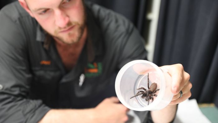 „Hercules“ - Eine der giftigsten Spinnenarten der Welt entdeckt