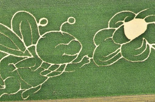 Biene fliegt Blume an: Das Maislabyrinth in Remseck-Neckarrems zeigt Remsi, das Maskottchen der Remstal-Gartenschau. Foto: Stadt Remseck