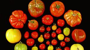 Warum viele Tomaten heute oft fad schmecken