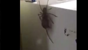 Fette Beute: Eine Riesenkrabben-Spinne schleppt eine Maus an einem Kühlschrank entlang. Foto: Facebook/@Jason Womal
