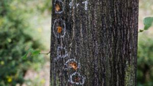 Einschlaglöcher einer Handgranate an einem Baum auf dem Altbacher Friedhof Foto: Ines Rudel/ 
