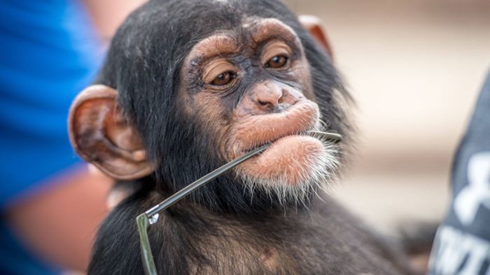 Die Schöne und der Schimpanse