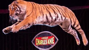 Tierschützer wollen Zirkus in die Knie zwingen