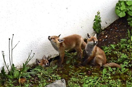 Die Füchse im Garten der Familie S. Foto:  