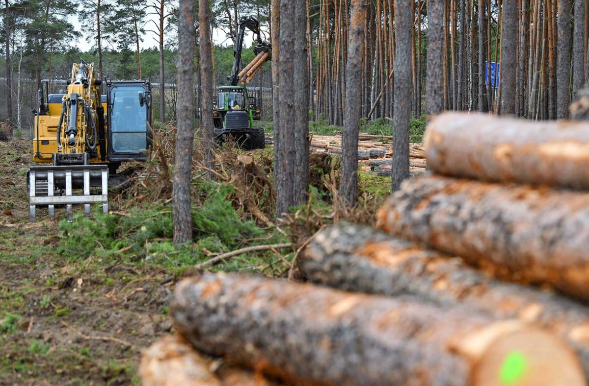 Holz als Rohstoff ist teuer geworden. Foto: picture alliance/dpa/Patrick Pleul