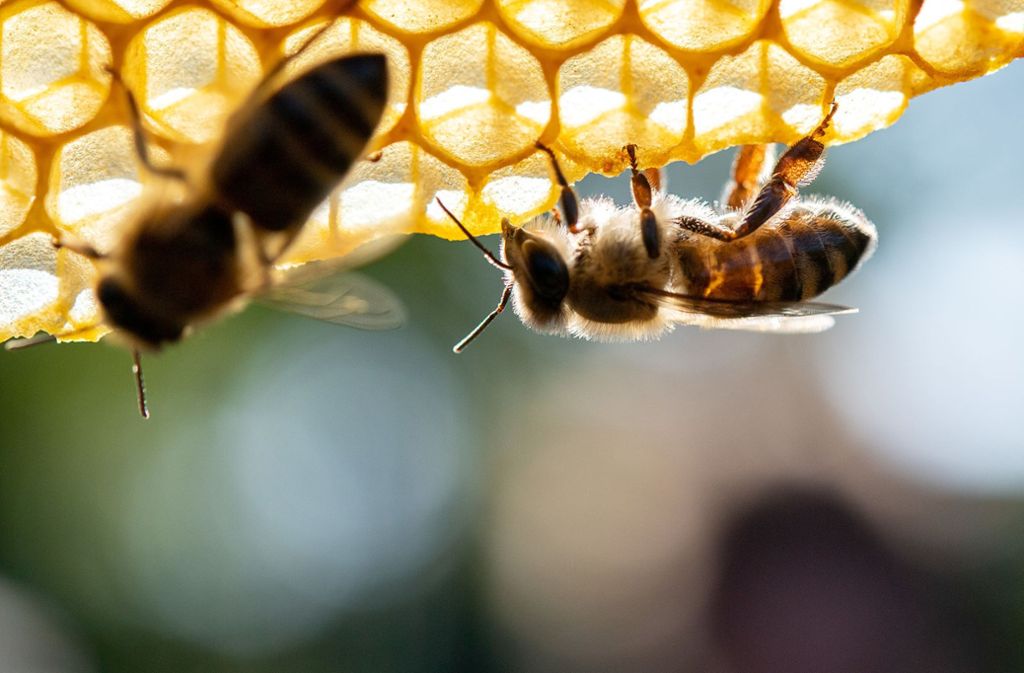 Die Amerikanische Faulbrut ist für Bienen tödlich. (Symbolfoto) Foto: dpa/Sebastian Gollnow