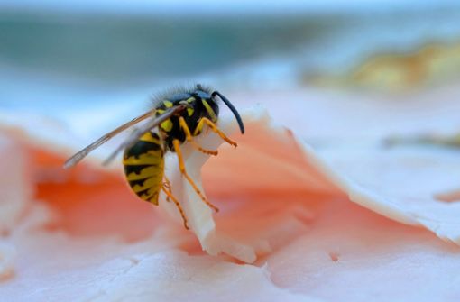 Mit dem Eiweiß aus Fleisch versorgen die Wespen ihre Brut. Foto: dpa/Jens Kalaene