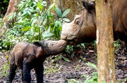 Ein Sumatra-Nashorn mit Kalb: Von dieser Art existieren   nur noch weniger als 80 Tiere.Foto: International Rhino Foundation/Scott Citino Foto:  