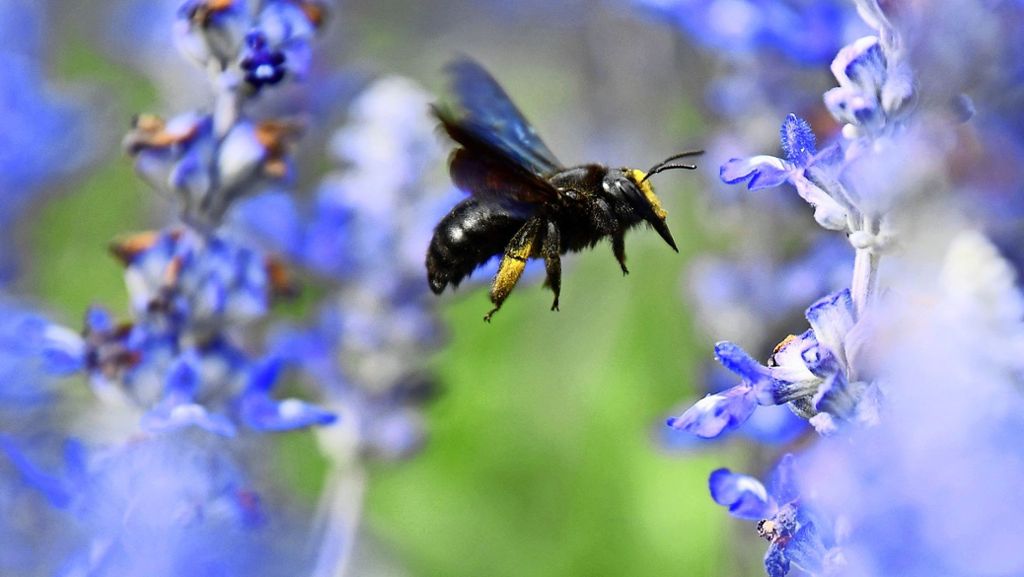 Artenschutz in Stuttgart: Sense macht Wildbienen das Leben schwer