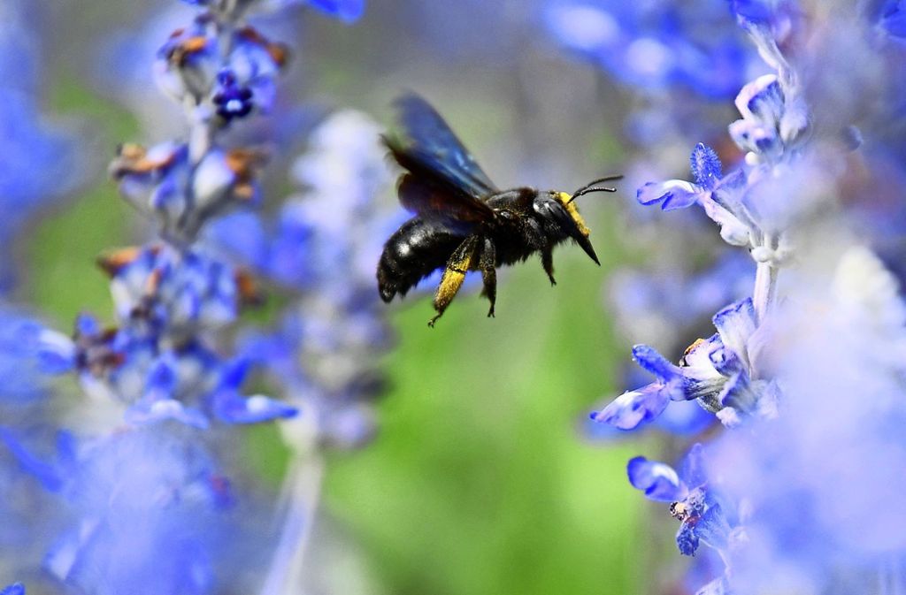 Einige Wildbienenarten sind nur ungefähr halb so groß wie Honigbienen. Auch deswegen haben sie es schwerer als ihre Artgenossen. Foto: dpa