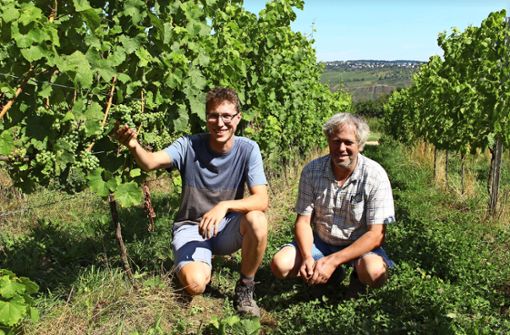 Paul Clauss und sein Vater Christof sind zufrieden, wie sich der Ertrag  der noch jungen Pflanzen  entwickelt. Foto: /Caroline Holowiecki