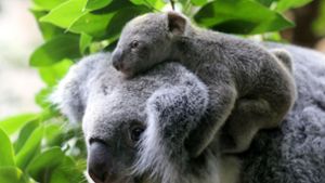Koala-Baby „Ash“ geboren: Hoffnung nach den Buschbränden