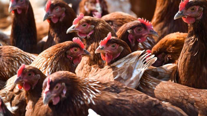 Hühnerstall abgebrannt –  Mehr als 300 Tiere gerettet