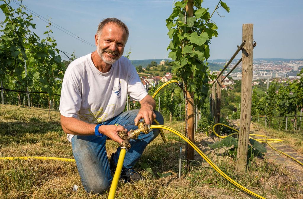 Trockenheit in den Weinbergen: Rolf Berner vom Collegium Wirtemberg verbindet Schläuche, um die Reben mit der sogenannten Tröpfchenbewässerung zu versorgen.