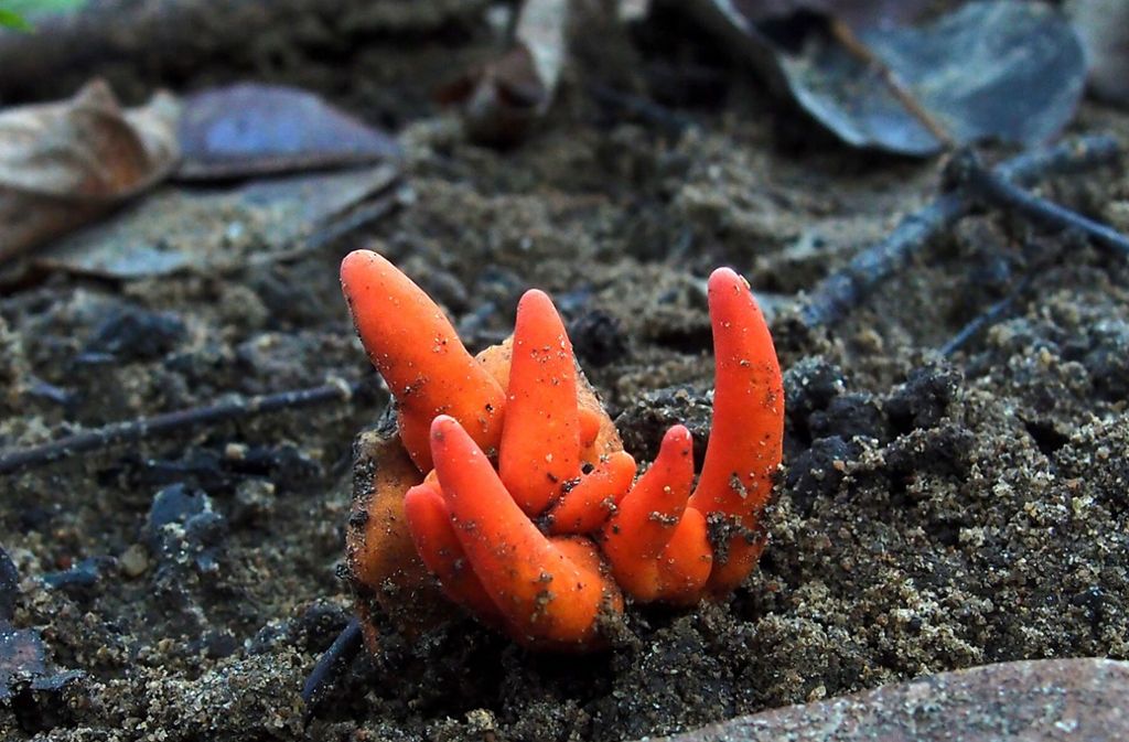 Australien Giftiger Pilz Entdeckt Organversagen Und