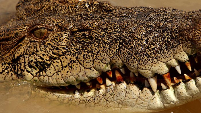 Mann sticht Krokodil ins Auge und entflieht Attacke