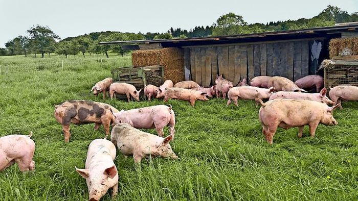 Weide-Schweine und Dosenwurst